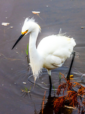 SNOWY EGRET