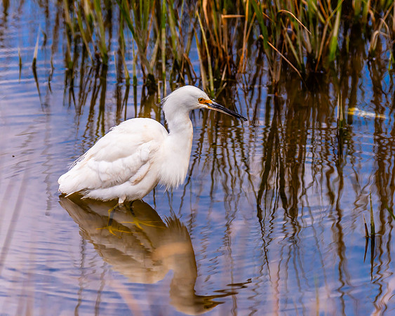 Snowy Egret