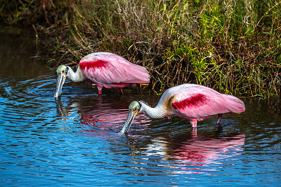 Spoonbill Pair